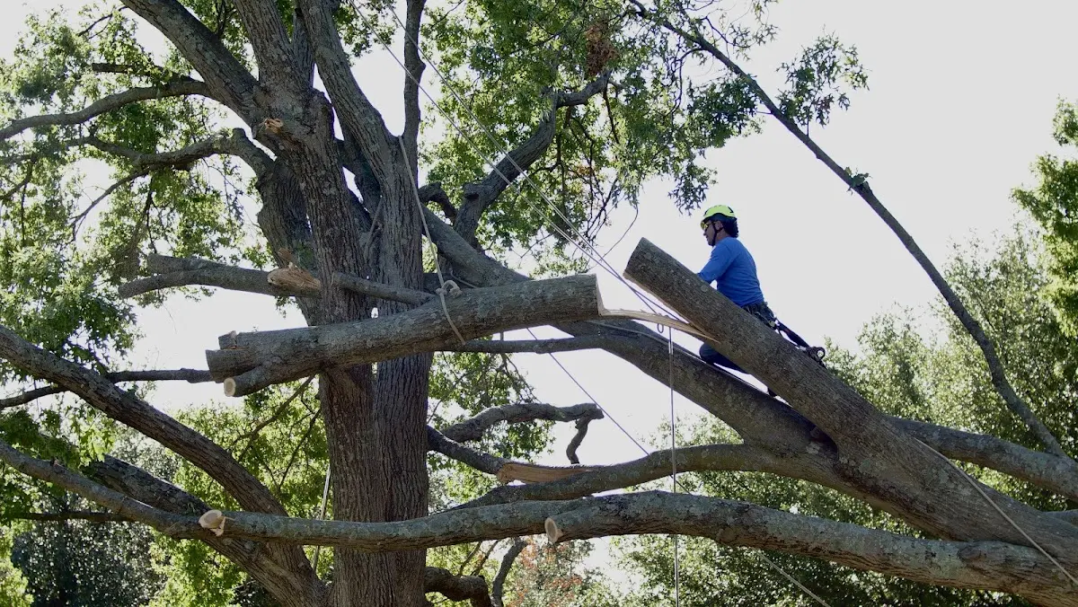 Professional Crown Thinning performed by certified arborists in Berkshire