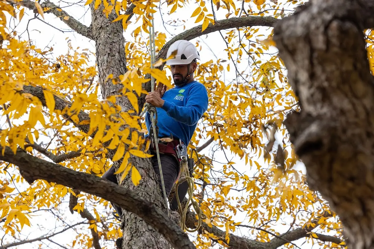 Skilled Tree Trimming crew working in Berkshire